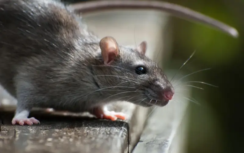 hantavirus infections cruise ship — GB news