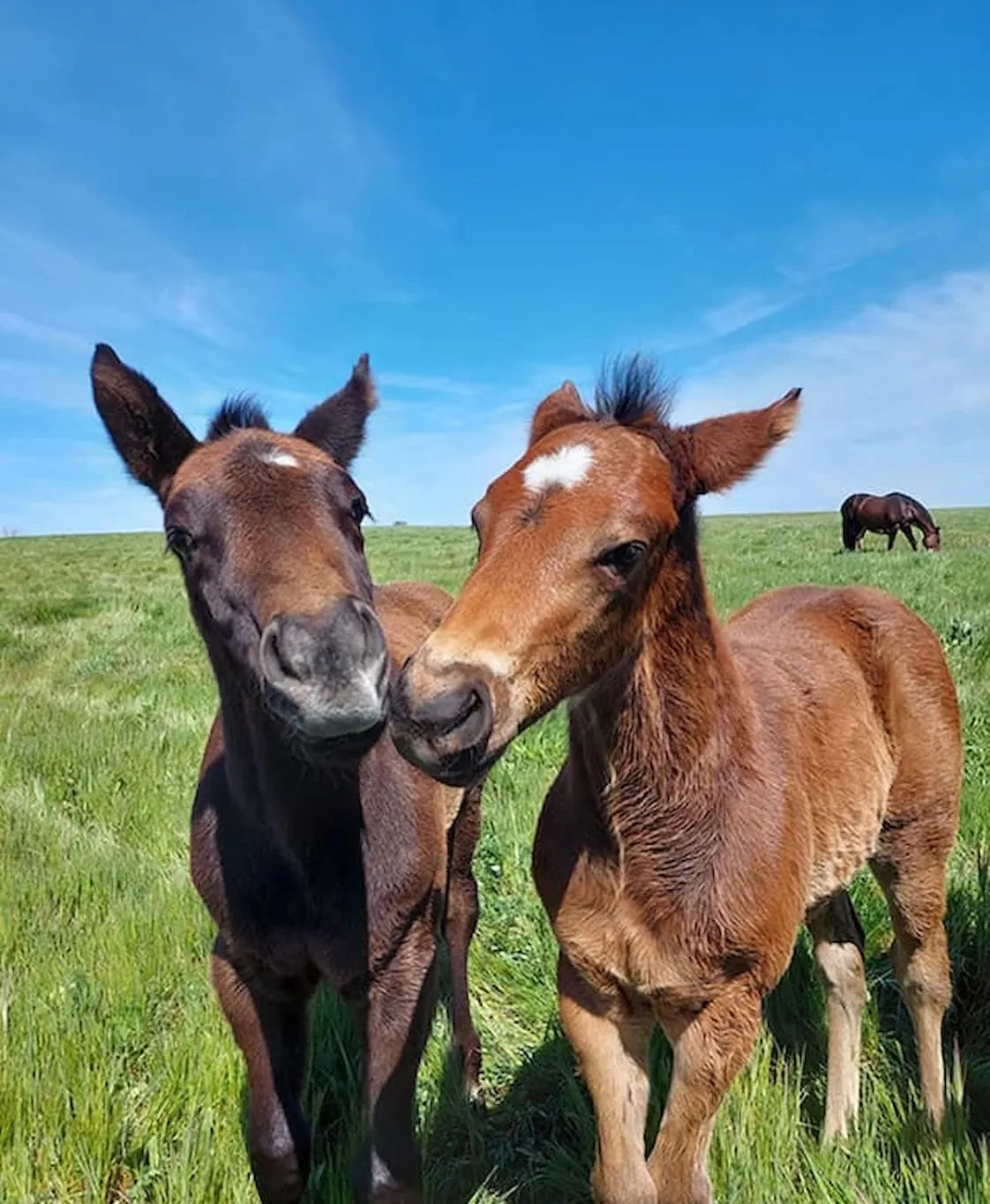 horse trainer — GB news