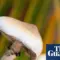mushroom — GB news