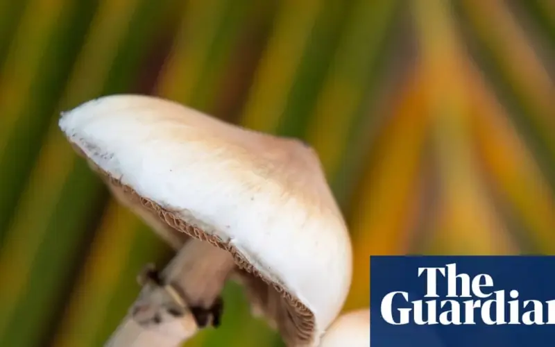 mushroom — GB news